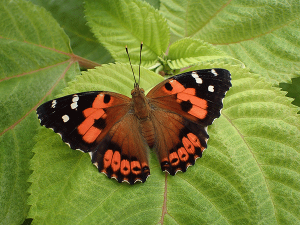 orange and black butterfly on mamamki leaf