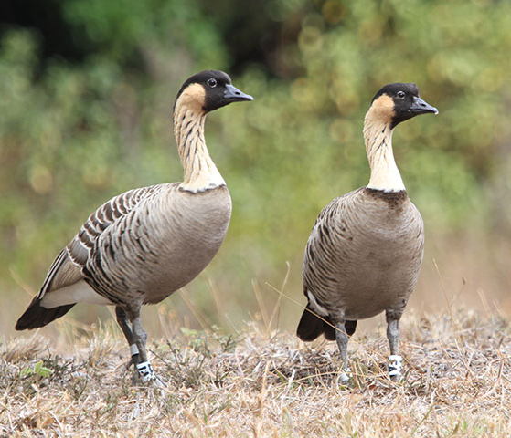 Pair of Nene Geese