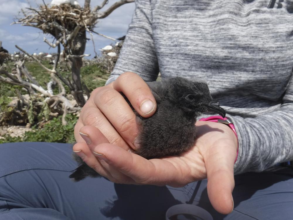 Tristram's Storm Petrel chick in palm of a hand