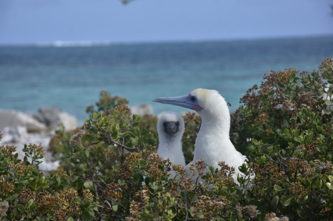 Two red footed boobies at Johnston Atoll