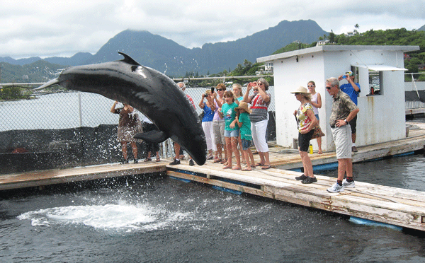 People on dock watching dolphin leap