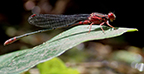 Orangeblack Hawaiian damselfly