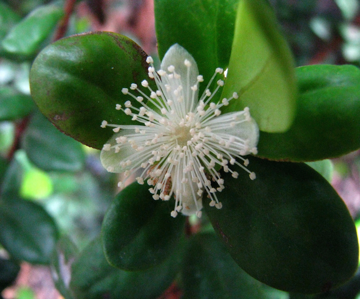 Endangered Hawaiian Eugenia koolauensis plant