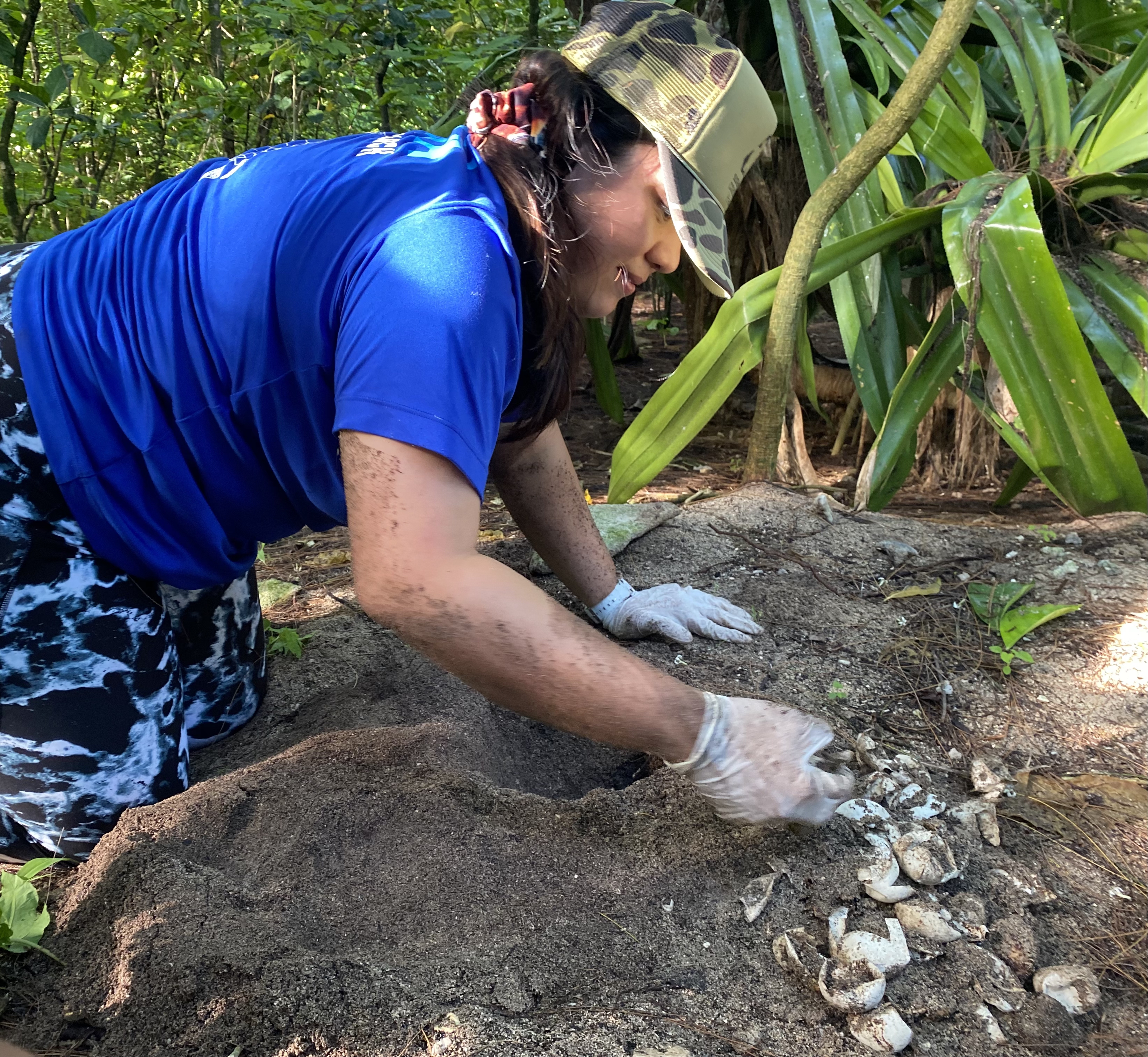Sefa Muñoz excavating turtle nest