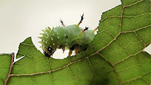 Kamehameha butterfly caterpillar eating mamaki