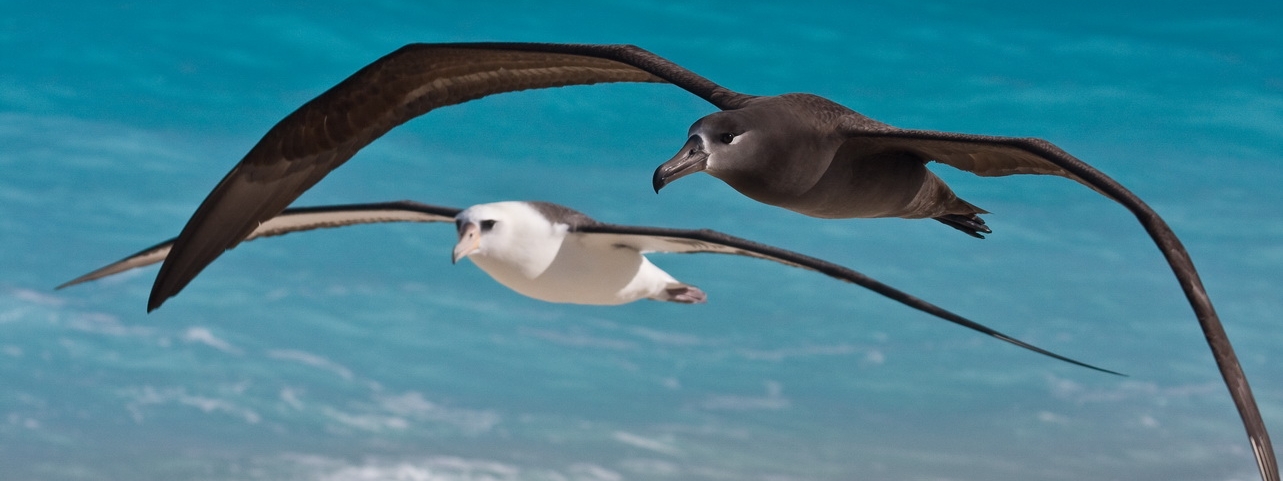 Black-footed and Laysan Albatross